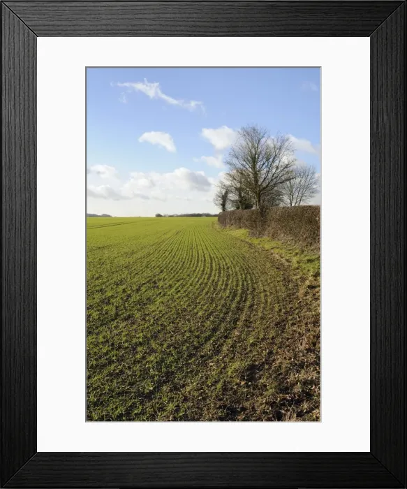 Framed Print : Field of young winter wheat seedlings and hedgerow, Wiltshire, England Framed Print : Field of young winter wheat seedlings and hedgerow, Wiltshire, England
