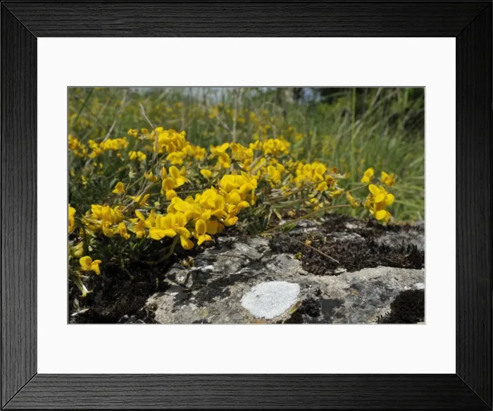 Framed Print : Flowering horseshoe vetch (Hippocrepus comosa) in chalk grassland meadow, Wiltshire, England, United Kingdom, Europe Framed Print : Flowering horseshoe vetch (Hippocrepus comosa) in chalk grassland meadow, Wiltshire, England, United Kingdom, Europe