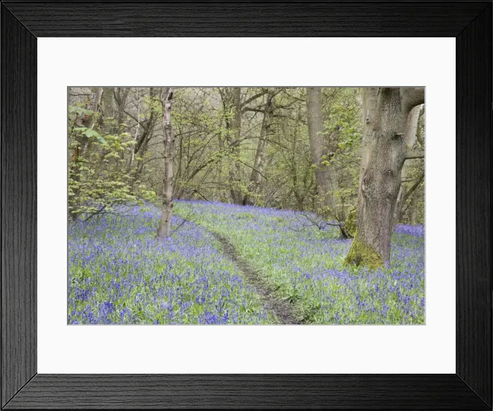Framed Print : Bluebells in Middleton Woods near Ilkley, West Yorkshire, Yorkshire, England, United Kingdom, Europe Framed Print : Bluebells in Middleton Woods near Ilkley, West Yorkshire, Yorkshire, England, United Kingdom, Europe