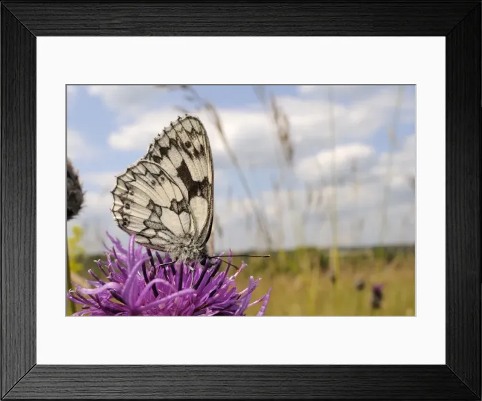 Framed Print : Marbled white butterfly (Melanargia galathea), feeding on Greater knapweed flower (Centaurea scabiosa), Wiltshire, England Framed Print : Marbled white butterfly (Melanargia galathea), feeding on Greater knapweed flower (Centaurea scabiosa), Wiltshire, England