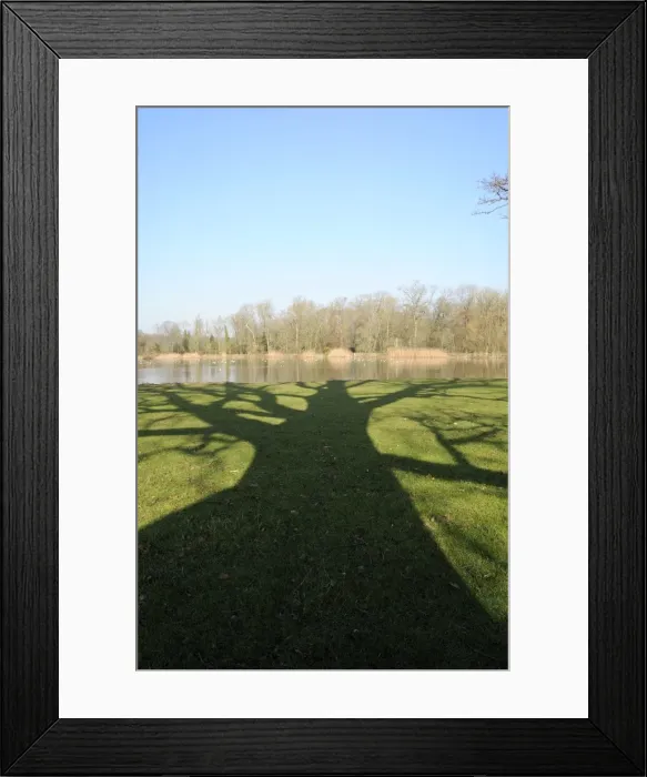 Framed Print : Shadow cast by large English Oak tree (Quercus robur) on grassy margins of ornamental lake, Corsham, Wiltshire, England, United Kingdom, Europe Framed Print : Shadow cast by large English Oak tree (Quercus robur) on grassy margins of ornamental lake, Corsham, Wiltshire, England, United Kingdom, Europe
