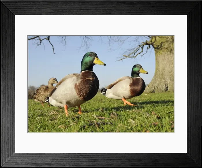 Framed Print : Two Mallard drakes (Anas platyrhynchos) and a duck approaching on grass, Wiltshire, England, United Kingdom, Europe Framed Print : Two Mallard drakes (Anas platyrhynchos) and a duck approaching on grass, Wiltshire, England, United Kingdom, Europe