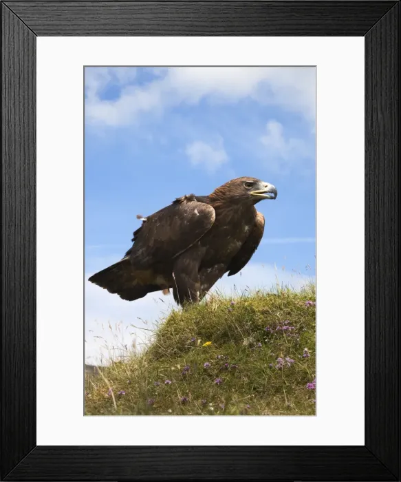 Framed Print : Golden eagle (Aquila chrysaetos), captive, United Kingdom, Europe Framed Print : Golden eagle (Aquila chrysaetos), captive, United Kingdom, Europe