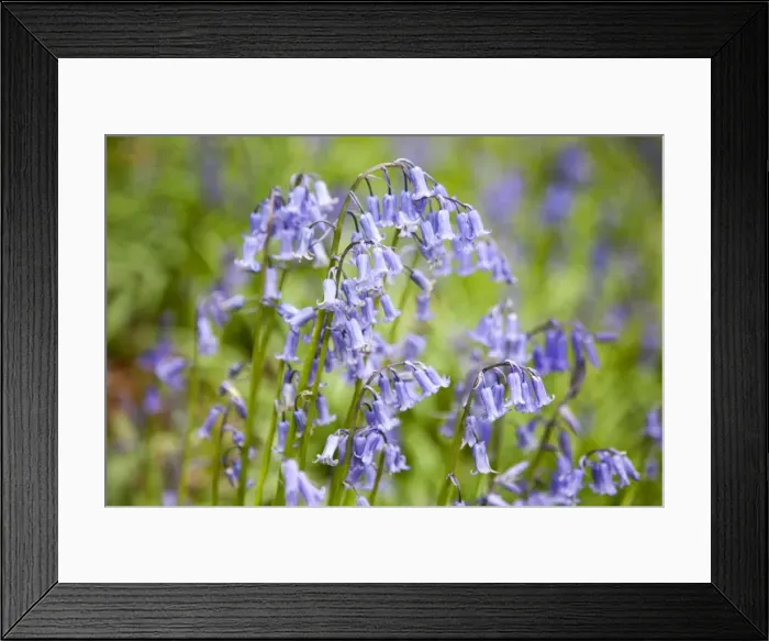 Framed Print : Bluebells in Middleton Woods near Ilkley, West Yorkshire, Yorkshire, England, United Kingdom, Europe Framed Print : Bluebells in Middleton Woods near Ilkley, West Yorkshire, Yorkshire, England, United Kingdom, Europe