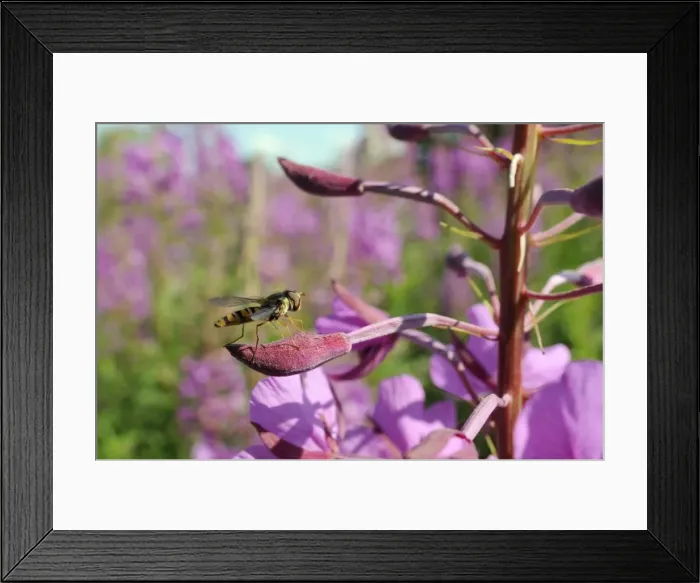 Framed Print : Marmalade hoverfly (Episyrphus balteatus) resting on Rosebay willowherb (Epilobium angustifolium), Wiltshire, England Framed Print : Marmalade hoverfly (Episyrphus balteatus) resting on Rosebay willowherb (Epilobium angustifolium), Wiltshire, England