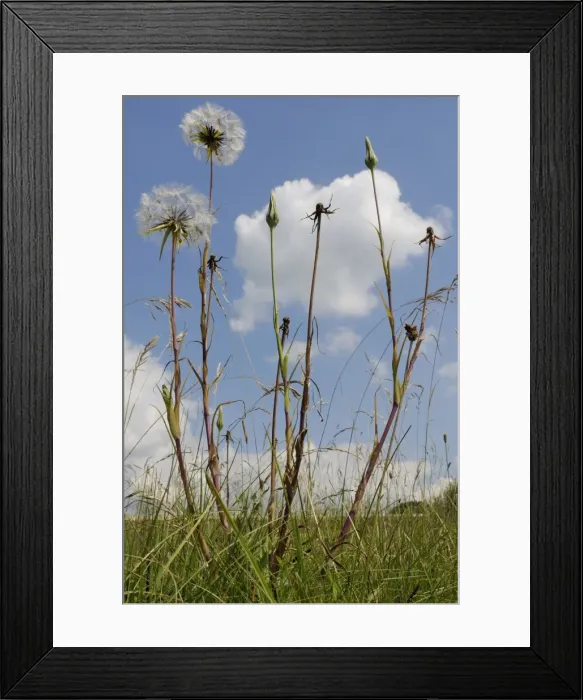Framed Print : Showy goatsbeard (Jack go to bed at noon) (Meadow salsify) (Tragopogon pratensis) seedhead clocks and closed flowers, Wiltshire, England, United Kingdom, Europe Framed Print : Showy goatsbeard (Jack go to bed at noon) (Meadow salsify) (Tragopogon pratensis) seedhead clocks and closed flowers, Wiltshire, England, United Kingdom, Europe