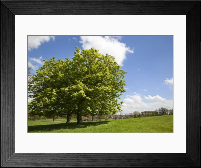 Framed Print : Spring trees in Jacob Smith Park, Knaresborough, North Yorkshire, England, United Kingdom, Europe Framed Print : Spring trees in Jacob Smith Park, Knaresborough, North Yorkshire, England, United Kingdom, Europe
