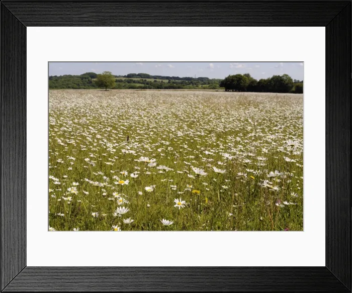 Framed Print : Dense carpet of ox eye daisies or Marguerites (Leucanthemum vulgare) in hay meadow, Wiltshire, England Framed Print : Dense carpet of ox eye daisies or Marguerites (Leucanthemum vulgare) in hay meadow, Wiltshire, England