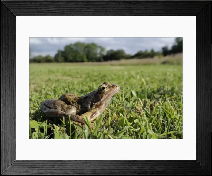 Framed Print : Common frog or grass frog (Rana temporaria) in damp meadow, Wiltshire, England Framed Print : Common frog or grass frog (Rana temporaria) in damp meadow, Wiltshire, England