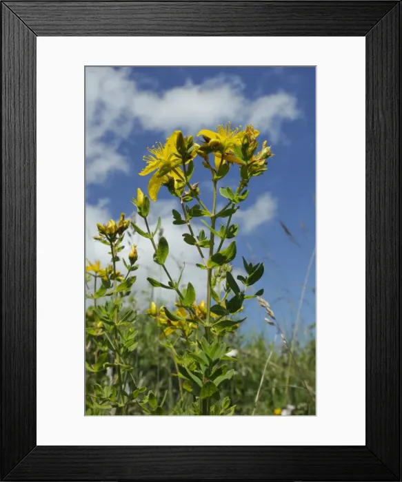 Framed Print : Low angle view of Perforate (Common) St. Johns wort (Hypericum perforatum), chalk grassland meadow, Wiltshire, England, United Kingdom, Europe Framed Print : Low angle view of Perforate (Common) St. Johns wort (Hypericum perforatum), chalk grassland meadow, Wiltshire, England, United Kingdom, Europe