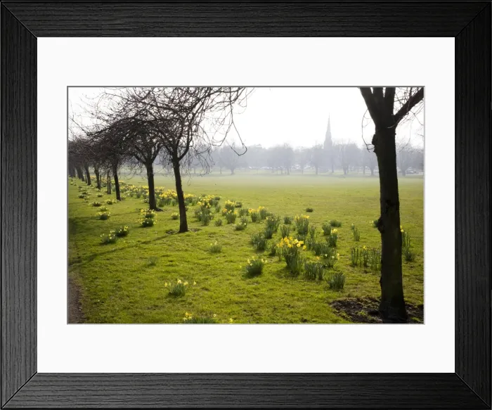 Framed Print : Daffodils on The Stray, Harrogate, North Yorkshire, England