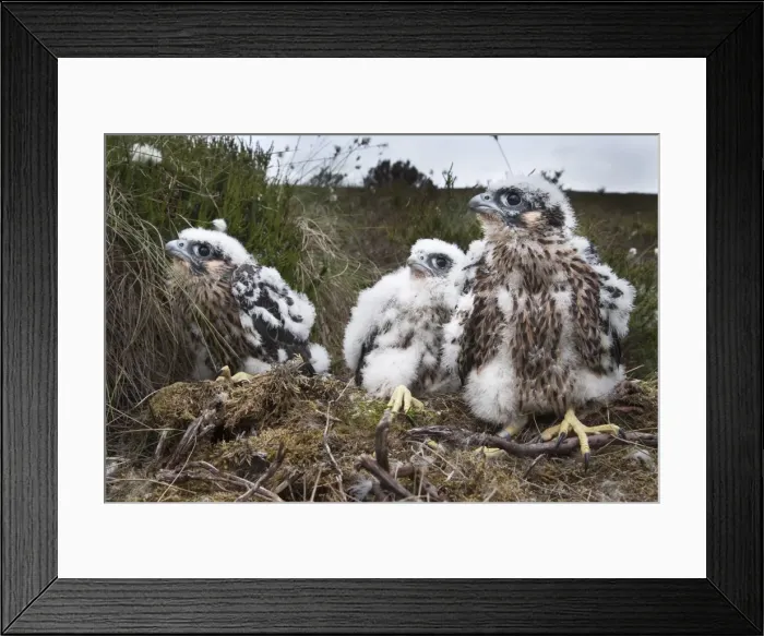 Framed Print : Peregrine chicks (Falco peregrinus), after being ringed, Northumberland National Park, England, United Kingdom, Europe Framed Print : Peregrine chicks (Falco peregrinus), after being ringed, Northumberland National Park, England, United Kingdom, Europe