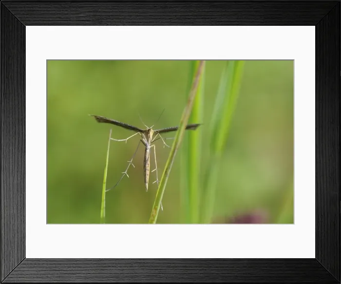 Framed Print : Plume moth (Stenoptilia bipunctidactyla) on grass, Wiltshire, England Framed Print : Plume moth (Stenoptilia bipunctidactyla) on grass, Wiltshire, England