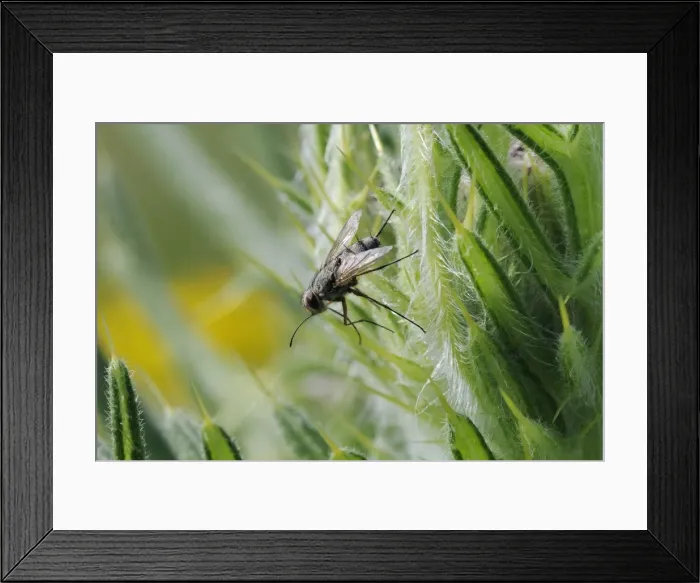 Framed Print : Parasite fly or Tachinid fly (Prosena siberita) with long proboscis, Wiltshire, England Framed Print : Parasite fly or Tachinid fly (Prosena siberita) with long proboscis, Wiltshire, England