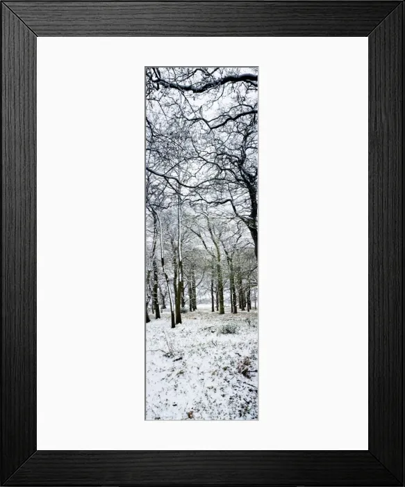 Framed Print : Light dusting of dnow in English woodland, West Sussex, England, United Kingdom, Europe Framed Print : Light dusting of dnow in English woodland, West Sussex, England, United Kingdom, Europe