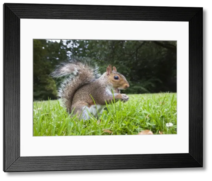 Framed Print : Grey squirrel (Sciurus carolinensis), in city park, Brandon Park, Bristol, England, United Kingdom, Europe Framed Print : Grey squirrel (Sciurus carolinensis), in city park, Brandon Park, Bristol, England, United Kingdom, Europe