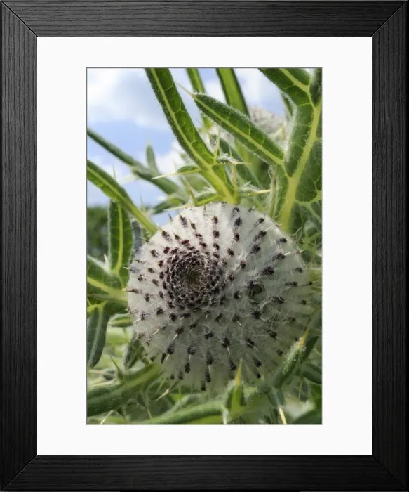Framed Print : Woolly thistle (Cirsium eriophorum) flowerbud, chalk grassland meadow, Wiltshire, England, United Kingdom, Europe Framed Print : Woolly thistle (Cirsium eriophorum) flowerbud, chalk grassland meadow, Wiltshire, England, United Kingdom, Europe