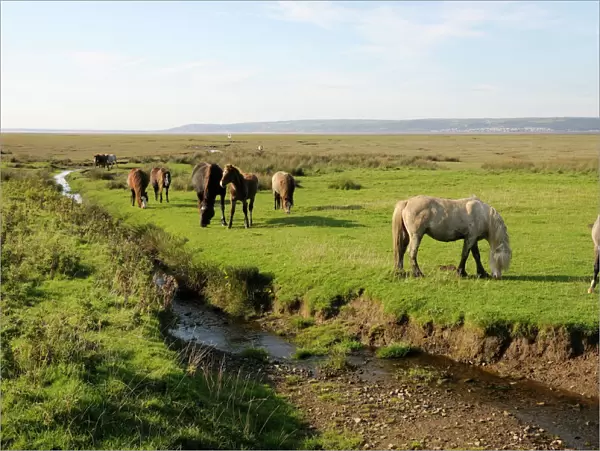 Welsh mountain ponies (Equus caballus) grazing, Llanrhidian salt marshes, The Gower Peninsula, Wales