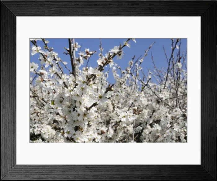 Framed Print : Blackthorn (Prunus spinosa) in full flower, Cornwall, England, United Kingdom, Europe