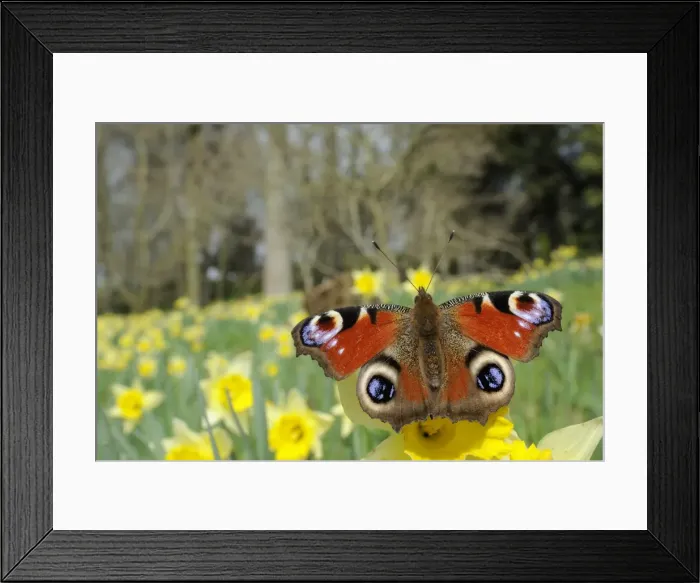 Framed Print : Peacock butterfly (Inachis io) on Wild daffodil (Narcissus pseudonarcissus), Wiltshire, England Framed Print : Peacock butterfly (Inachis io) on Wild daffodil (Narcissus pseudonarcissus), Wiltshire, England