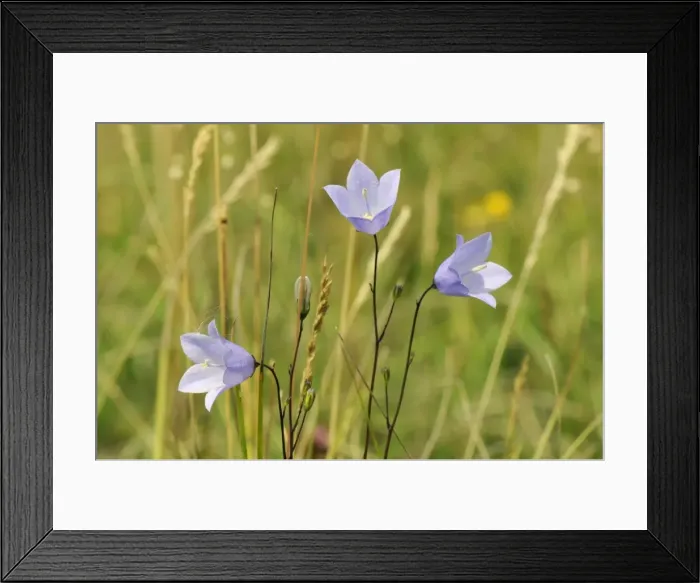 Framed Print : Harebell (Campanula rotundifolia) flowering in chalk grassland meadow, Wiltshire, England, United Kingdom, Europe Framed Print : Harebell (Campanula rotundifolia) flowering in chalk grassland meadow, Wiltshire, England, United Kingdom, Europe