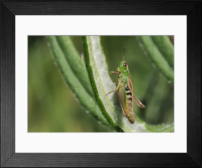 Framed Print : Female Meadow grasshopper (Chorthippus parallelus), Wiltshire, England Framed Print : Female Meadow grasshopper (Chorthippus parallelus), Wiltshire, England