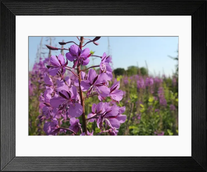 Framed Print : Rosebay willowherb (fireweed) (Epilobium angustifolium) flowering on waste ground, Wiltshire, England, United Kingdom, Europe Framed Print : Rosebay willowherb (fireweed) (Epilobium angustifolium) flowering on waste ground, Wiltshire, England, United Kingdom, Europe