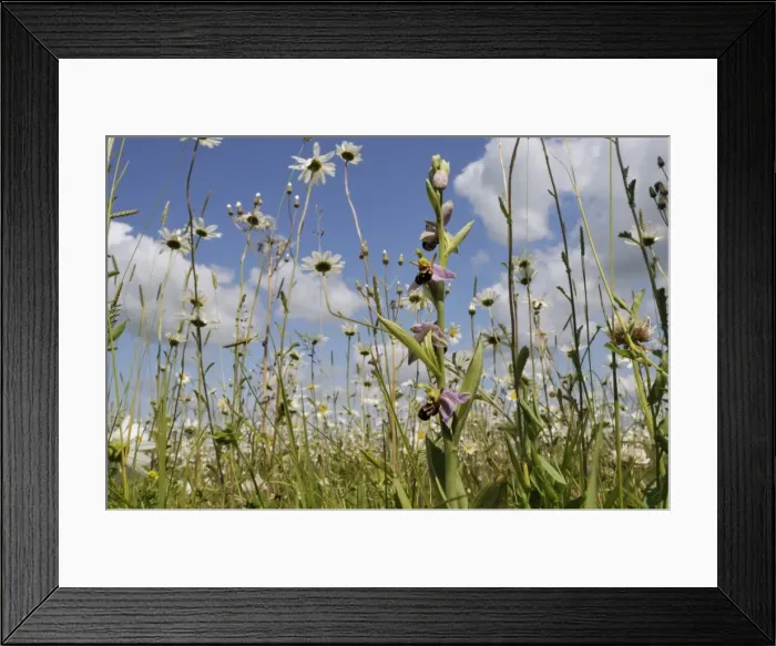 Framed Print : Bee orchid (Ophrys apifera) flowering in hay meadow alongside ox-eye daisies (marguerites) (Leucanthemum vulgare), Wiltshire, England, United Kingdom, Europe Framed Print : Bee orchid (Ophrys apifera) flowering in hay meadow alongside ox-eye daisies (marguerites) (Leucanthemum vulgare), Wiltshire, England, United Kingdom, Europe