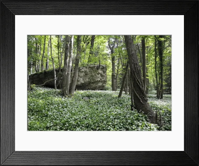Framed Print : Wild garlic (ramsons) (Allium ursinum) carpeting woodland floor around limestone outcrop, Wiltshire, England, United Kingdom, Europe Framed Print : Wild garlic (ramsons) (Allium ursinum) carpeting woodland floor around limestone outcrop, Wiltshire, England, United Kingdom, Europe