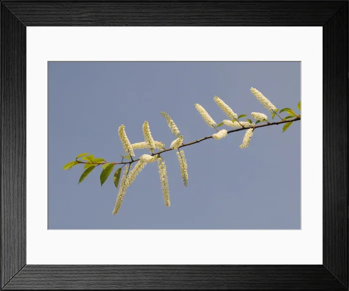 Framed Print : Bird cherry tree (Prunus padus Watereri) flowering branch against blue sky, Parade gardens, Bath, England, United Kingdom, Europe Framed Print : Bird cherry tree (Prunus padus Watereri) flowering branch against blue sky, Parade gardens, Bath, England, United Kingdom, Europe