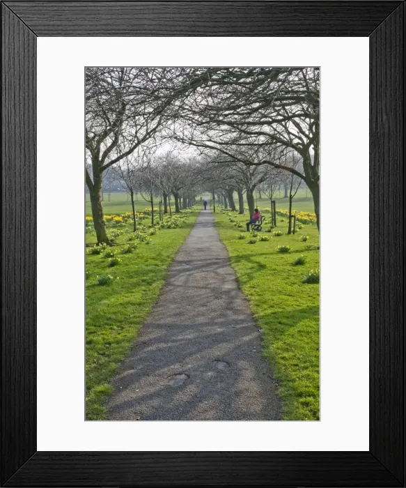 Framed Print : Daffodils on The Stray, Harrogate, North Yorkshire, England Framed Print : Daffodils on The Stray, Harrogate, North Yorkshire, England