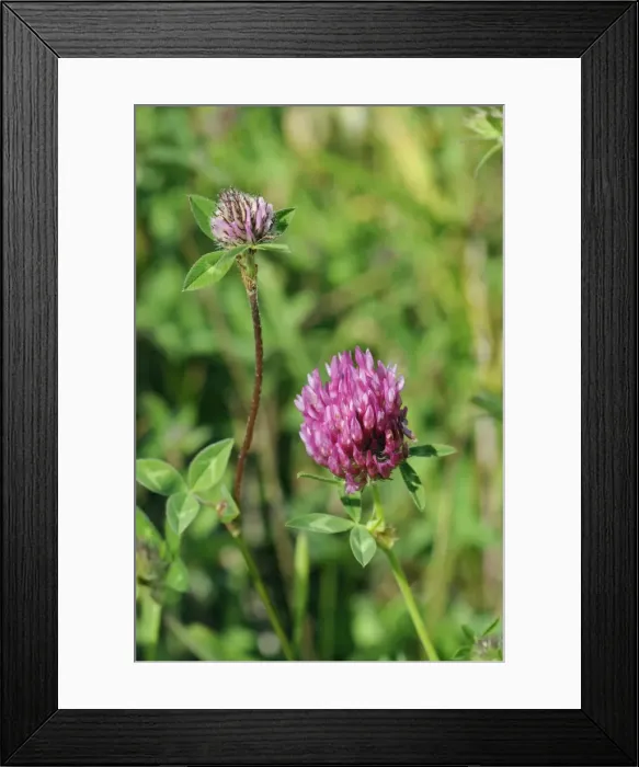 Framed Print : Red clover flowerheads (Trifolium pratense), chalk grassland meadow, Wiltshire, England, United Kingdom, Europe Framed Print : Red clover flowerheads (Trifolium pratense), chalk grassland meadow, Wiltshire, England, United Kingdom, Europe
