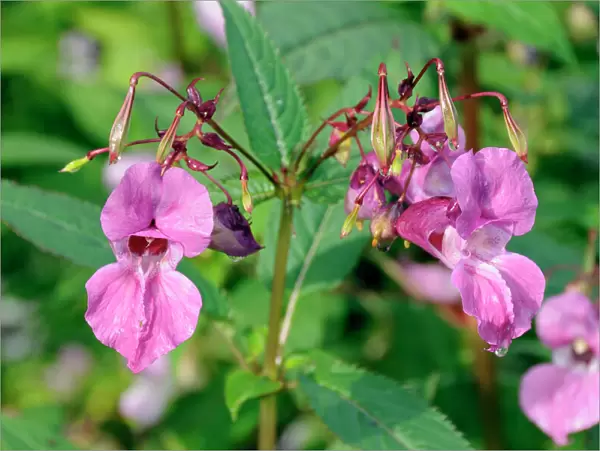 Himalayan balsam (Impatiens glandulifera) flowers and seed pods, Wiltshire, England, United Kingdom, Europe