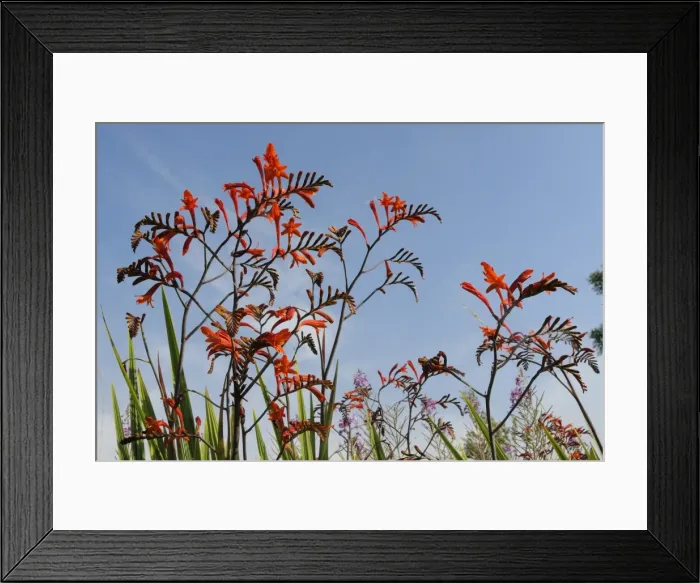 Framed Print : Montbretia (Crocosmia x crocosmiiflora) flowering near roadside, Wiltshire, England, United Kingdom, Europe Framed Print : Montbretia (Crocosmia x crocosmiiflora) flowering near roadside, Wiltshire, England, United Kingdom, Europe