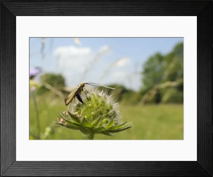 Framed Print : Female longhorn moth (Nemophora metallica), laying eggs in field scabious (Knautia arvensis) seedhead, UK Framed Print : Female longhorn moth (Nemophora metallica), laying eggs in field scabious (Knautia arvensis) seedhead, UK