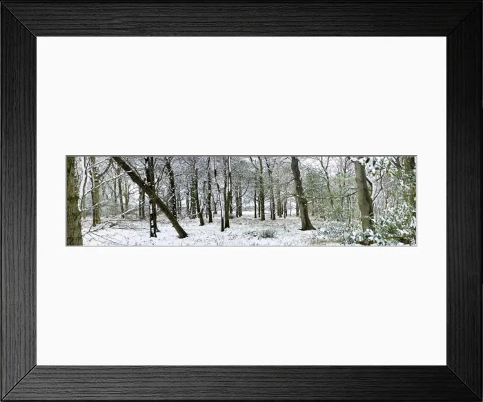 Framed Print : Light dusting of snow in English woodland, with fallen tree, West Sussex, England, United Kingdom, Europe Framed Print : Light dusting of snow in English woodland, with fallen tree, West Sussex, England, United Kingdom, Europe