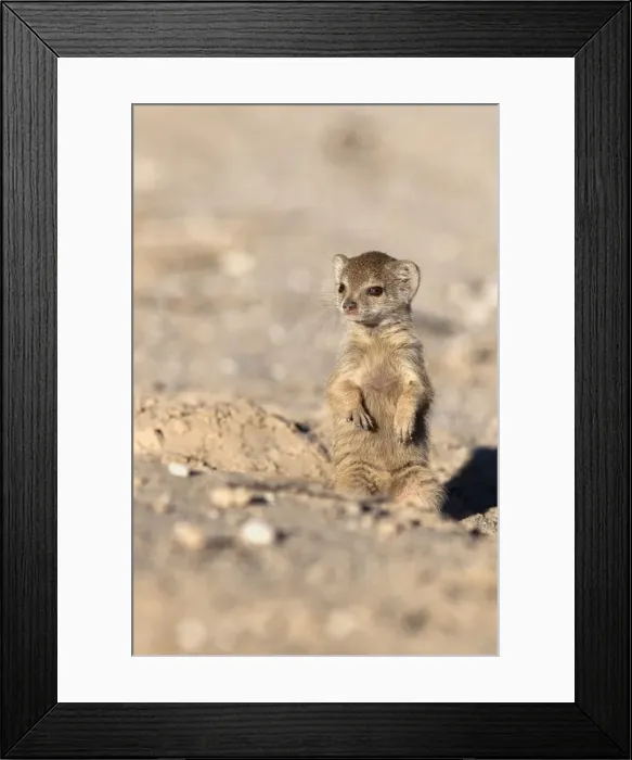 Framed Print : Yellow mongoose (Cynictis penicillata) baby, Kgalagadi Transfrontier Park, South Africa, Africa Framed Print : Yellow mongoose (Cynictis penicillata) baby, Kgalagadi Transfrontier Park, South Africa, Africa