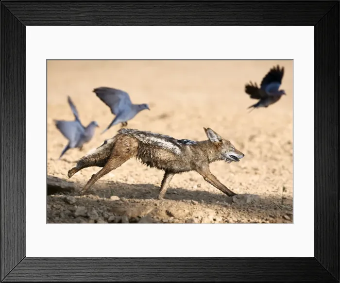 Framed Print : Blackbacked jackal (Canis mesomelas) chasing doves, Kgalagadi Transfrontier Park, South Africa, Africa Framed Print : Blackbacked jackal (Canis mesomelas) chasing doves, Kgalagadi Transfrontier Park, South Africa, Africa