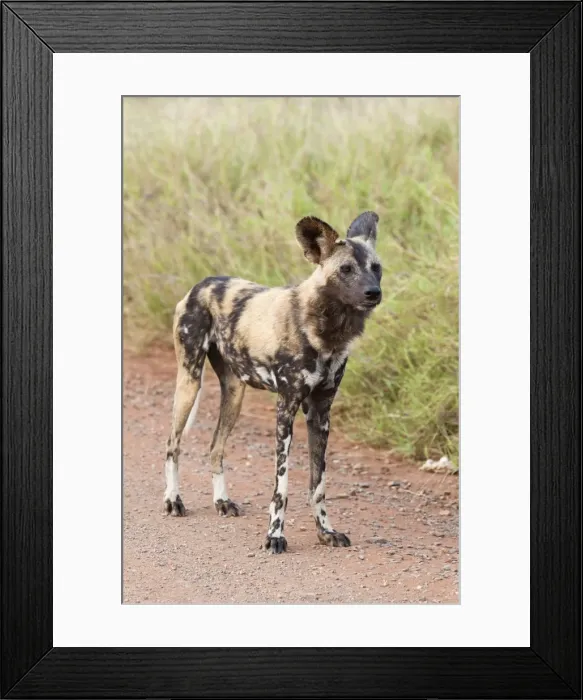 Framed Print : African wild dog (Lycaon pictus), Kruger National Park, South Africa, Africa Framed Print : African wild dog (Lycaon pictus), Kruger National Park, South Africa, Africa