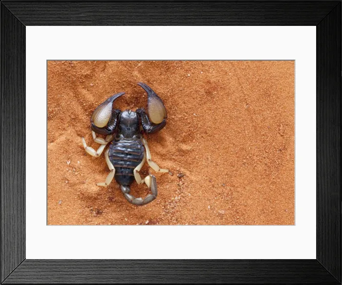 Framed Print : African yellow leg scorpion (Opistophthalmus carinatus), Tswalu Kalahari Game Reserve, Northern Cape, South Africa, Africa Framed Print : African yellow leg scorpion (Opistophthalmus carinatus), Tswalu Kalahari Game Reserve, Northern Cape, South Africa, Africa