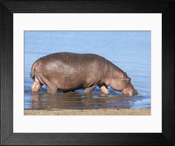 Framed Print : Hippopotamus (Hippopotamus amphibius), Kruger National Park, Mpumalanga, South Africa, Africa Framed Print : Hippopotamus (Hippopotamus amphibius), Kruger National Park, Mpumalanga, South Africa, Africa