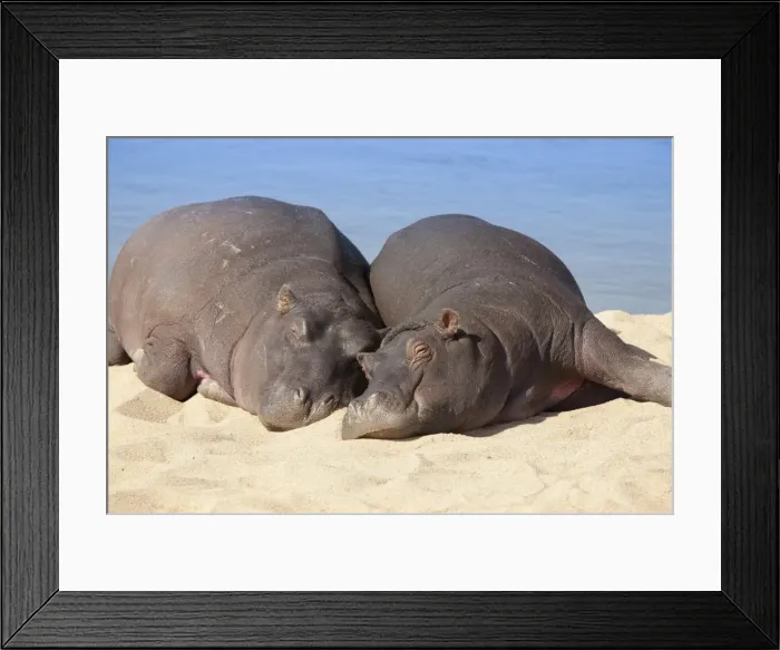 Framed Print : Hippopotamus (Hippopotamus amphibius) sleeping, Kruger National Park, Mpumalanga, South Africa, Africa Framed Print : Hippopotamus (Hippopotamus amphibius) sleeping, Kruger National Park, Mpumalanga, South Africa, Africa
