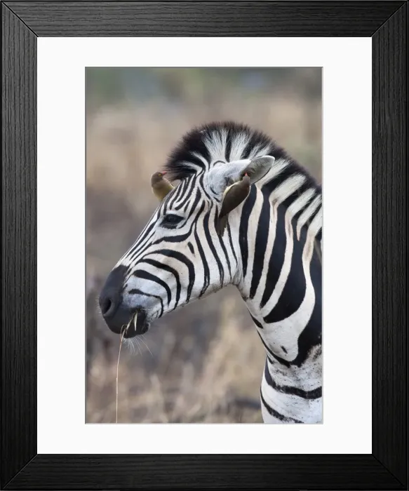 Framed Print : Zebra (Equus burchelli) with redbilled oxpeckers (Buphagus erythrorhynchus), Imfolozi game reserve, KwaZulu-Natal, South Africa, Africa Framed Print : Zebra (Equus burchelli) with redbilled oxpeckers (Buphagus erythrorhynchus), Imfolozi game reserve, KwaZulu-Natal, South Africa, Africa