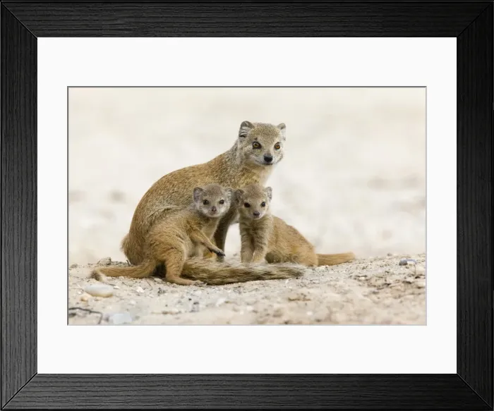 Framed Print : Yellow mongoose (Cynictis penicillata) with young, Kgalagadi Transfrontier Park, South Africa, Africa Framed Print : Yellow mongoose (Cynictis penicillata) with young, Kgalagadi Transfrontier Park, South Africa, Africa