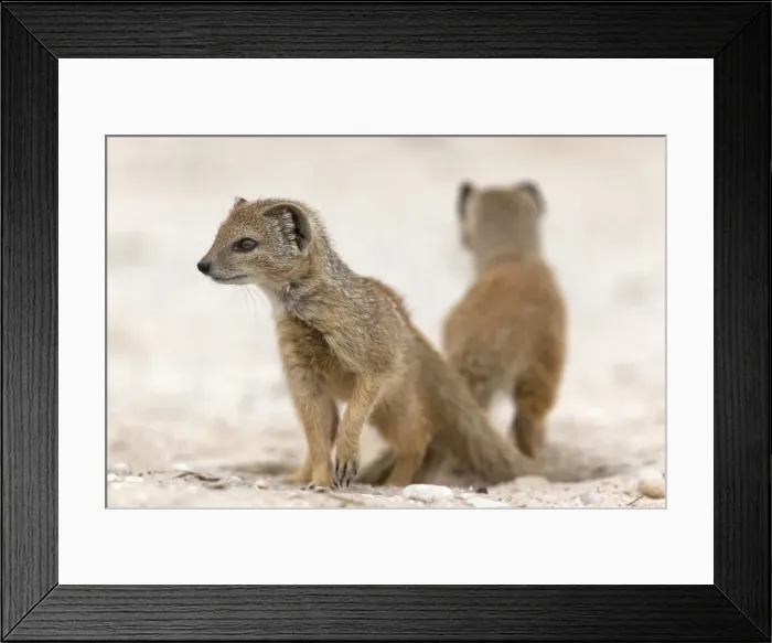 Framed Print : Yellow mongoose (Cynictis penicillata) subadults at den, Kgalagadi Transfrontier Park, South Africa, Africa Framed Print : Yellow mongoose (Cynictis penicillata) subadults at den, Kgalagadi Transfrontier Park, South Africa, Africa