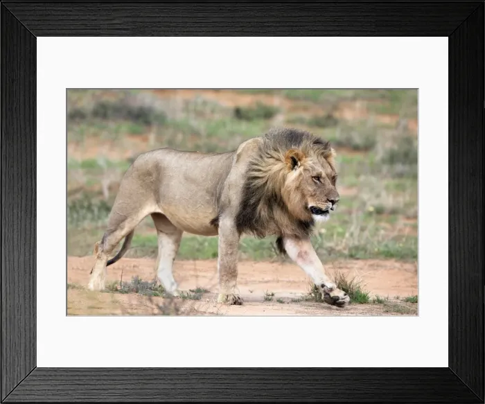 Framed Print : Lion (Panthera leo), Kgalagadi Transfrontier Park, Northern Cape, South Africa, Africa