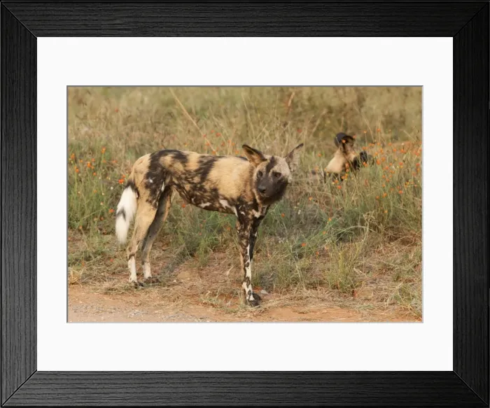 Framed Print : African wild dogs (Lycaon pictus), Kruger National Park, South Africa, Africa Framed Print : African wild dogs (Lycaon pictus), Kruger National Park, South Africa, Africa