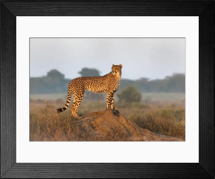 Framed Print : Cheetah female (Acinonyx jubatus), Phinda private game reserve, Kwazulu Natal, South Africa, Africa Framed Print : Cheetah female (Acinonyx jubatus), Phinda private game reserve, Kwazulu Natal, South Africa, Africa