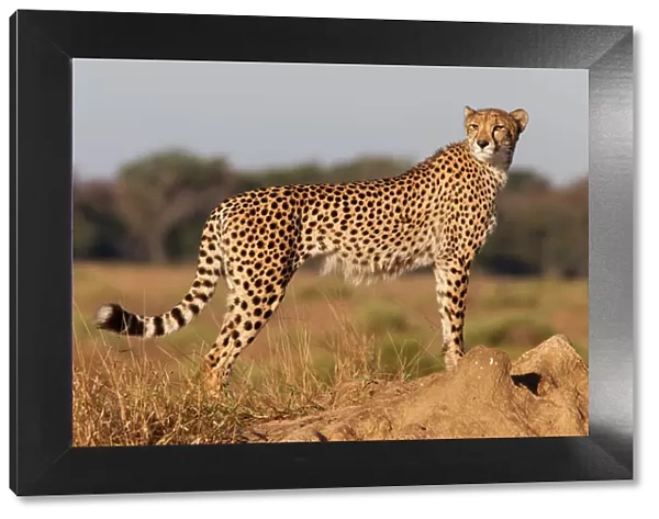 Cheetah female (Acinonyx jubatus), Phinda private game reserve, Kwazulu Natal, South Africa, Africa