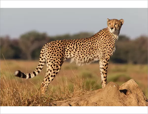 Cheetah female (Acinonyx jubatus), Phinda private game reserve, Kwazulu Natal, South Africa, Africa